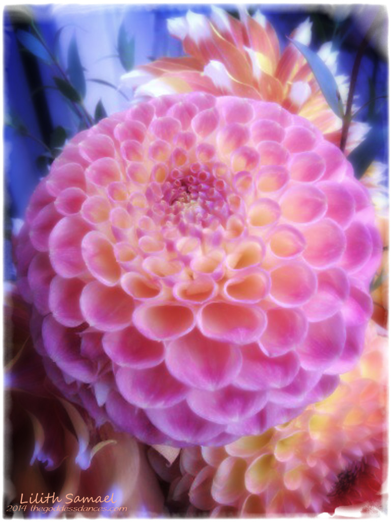 Another Pink Dahlia